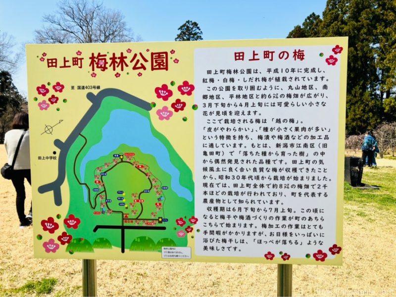 田上町 梅林公園のしだれ梅と一望できる見晴らしの丘
